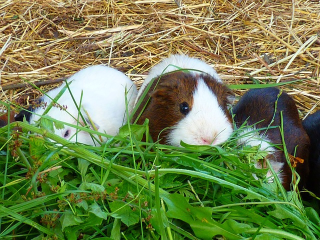 Speelgoedplezier voor je cavia: tips en ideeën